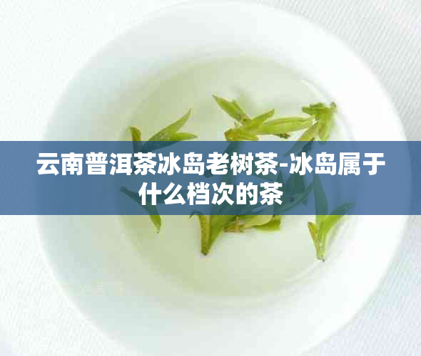 云南普洱茶冰岛老树茶-冰岛属于什么档次的茶