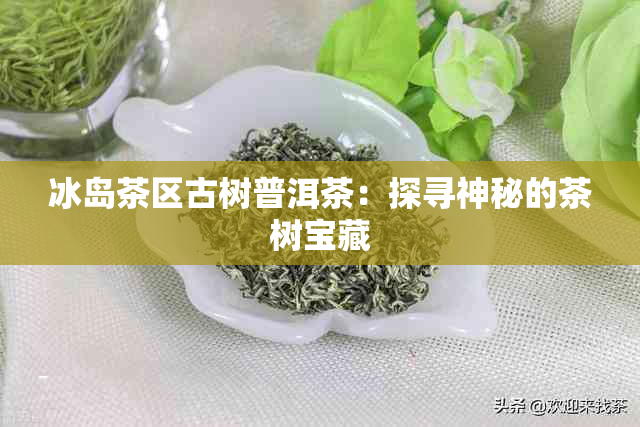 冰岛茶区古树普洱茶：探寻神秘的茶树宝藏