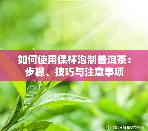 如何使用保杯泡制普洱茶：步骤、技巧与注意事项