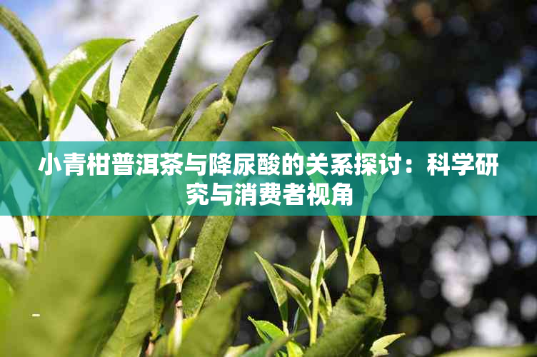 小青柑普洱茶与降尿酸的关系探讨：科学研究与消费者视角