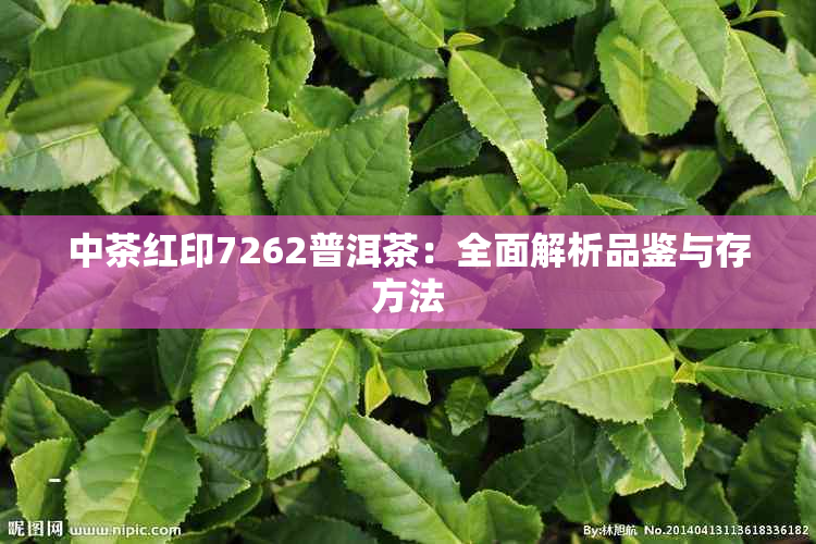 中茶红印7262普洱茶：全面解析品鉴与存方法