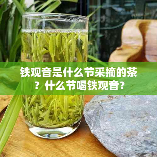 铁观音是什么节采摘的茶？什么节喝铁观音？