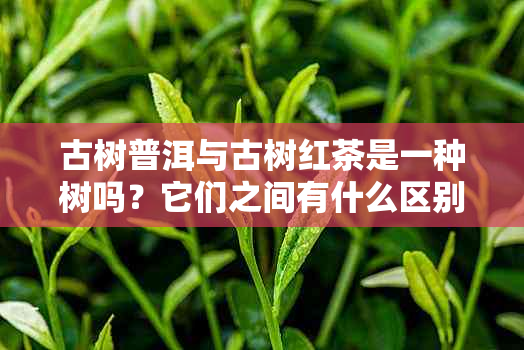 古树普洱与古树红茶是一种树吗？它们之间有什么区别？哪个更好？