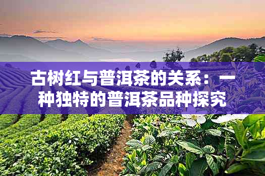 古树红与普洱茶的关系：一种独特的普洱茶品种探究