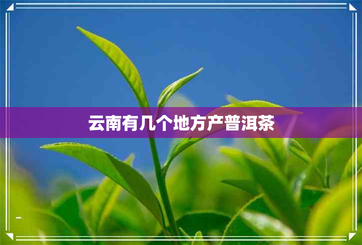 云南有几个地方产普洱茶