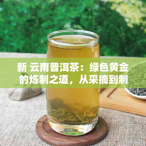 新 云南普洱茶：绿色黄金的炼制之道，从采摘到制作的精细工艺