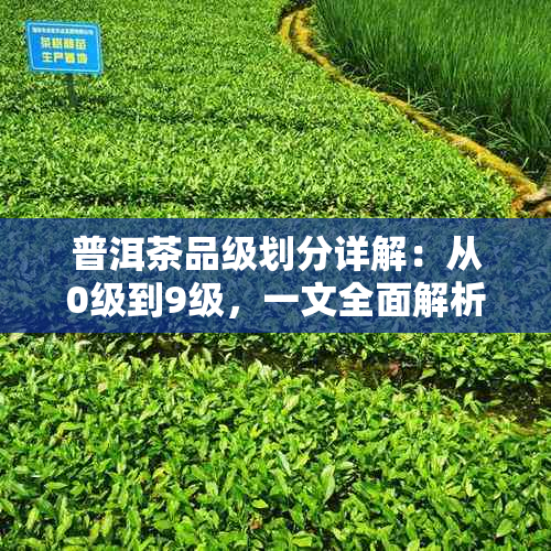 普洱茶品级划分详解：从0级到9级，一文全面解析不同等级茶叶的特点与价值