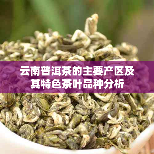 云南普洱茶的主要产区及其特色茶叶品种分析