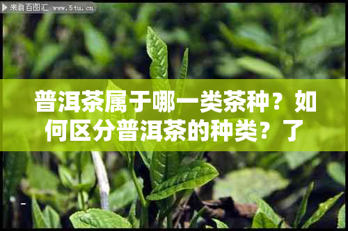 普洱茶属于哪一类茶种？如何区分普洱茶的种类？了解普洱茶的基本知识。