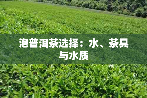 泡普洱茶选择：水、茶具与水质