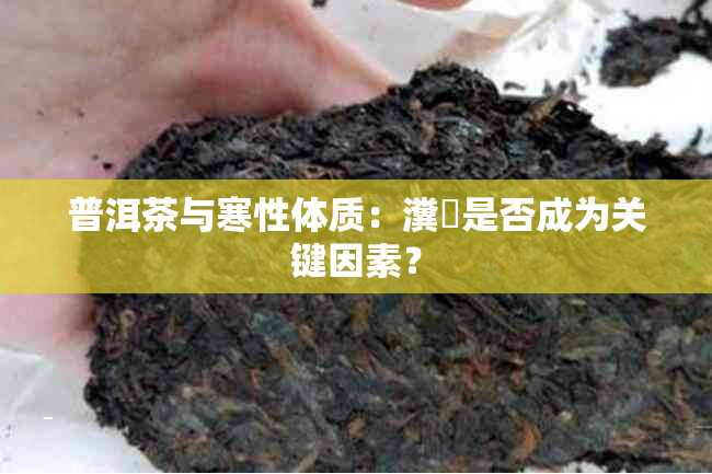 普洱茶与寒性体质：瀵掓是否成为关键因素？