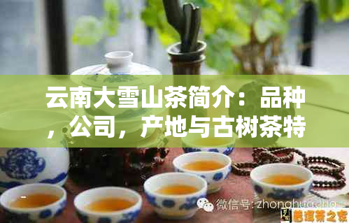 云南大雪山茶简介：品种，公司，产地与古树茶特色解析