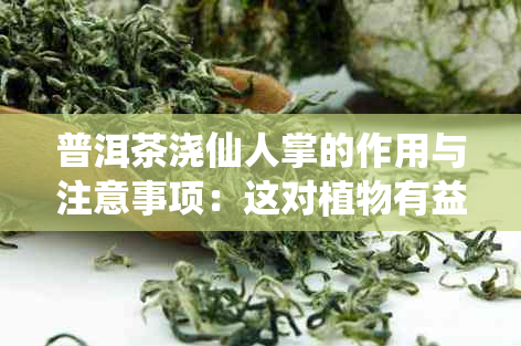 普洱茶浇仙人掌的作用与注意事项：这对植物有益吗？如何正确地进行操作？