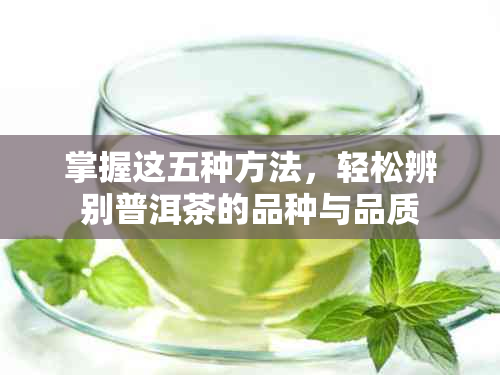 掌握这五种方法，轻松辨别普洱茶的品种与品质