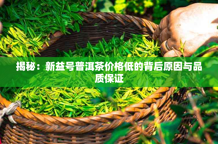 揭秘：新益号普洱茶价格低的背后原因与品质保证