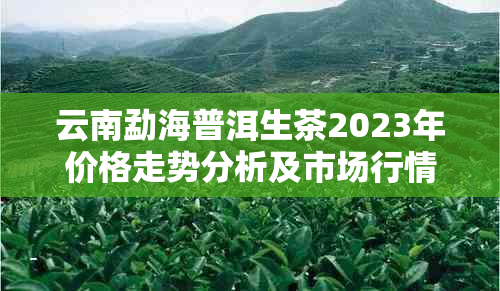 云南勐海普洱生茶2023年价格走势分析及市场行情预测