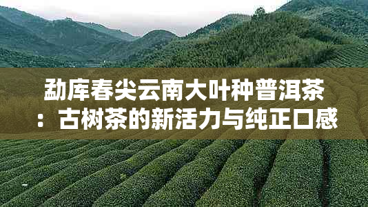 勐库春尖云南大叶种普洱茶：古树茶的新活力与纯正口感