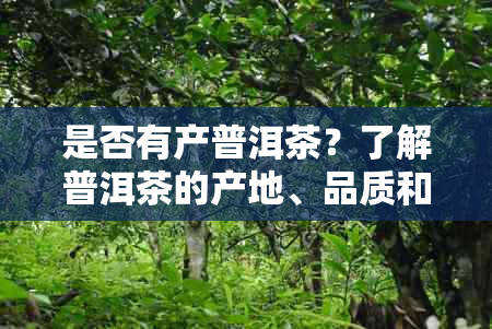 是否有产普洱茶？了解普洱茶的产地、品质和市场情况