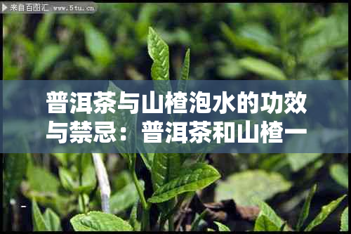 普洱茶与山楂泡水的功效与禁忌：普洱茶和山楂一起泡水有什么功效与作用？