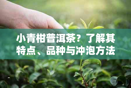 小青柑普洱茶？了解其特点、品种与冲泡方法的全面指南