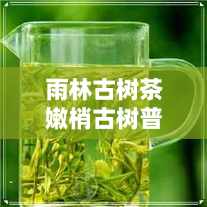 雨林古树茶嫩梢古树普洱茶生茶