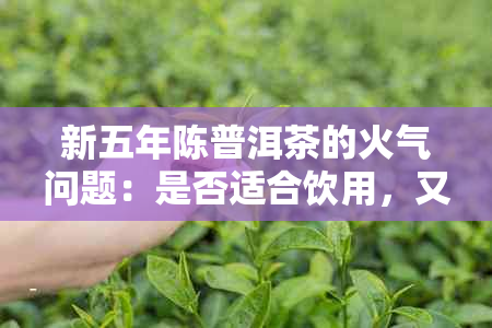 新五年陈普洱茶的火气问题：是否适合饮用，又有何功效？