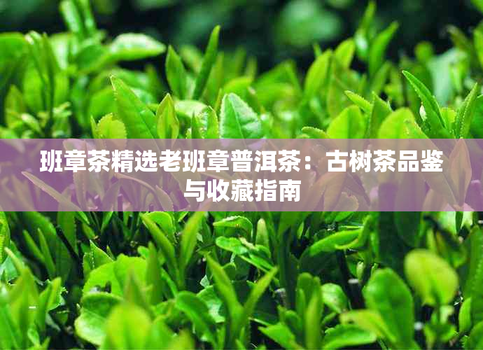 班章茶精选老班章普洱茶：古树茶品鉴与收藏指南