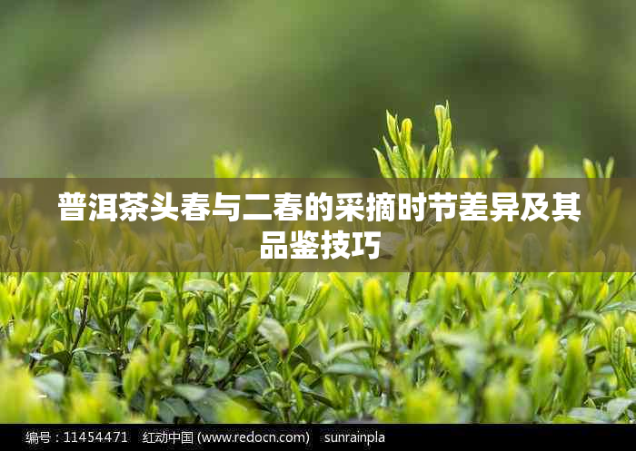 普洱茶头春与二春的采摘时节差异及其品鉴技巧