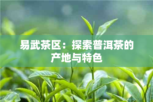 易武茶区：探索普洱茶的产地与特色