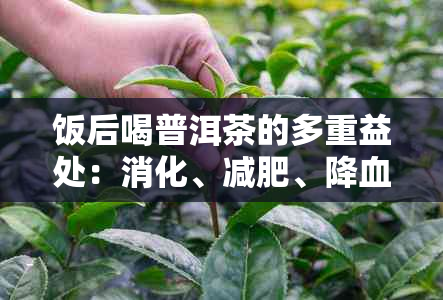 饭后喝普洱茶的多重益处：消化、减肥、降血脂等全方位解析