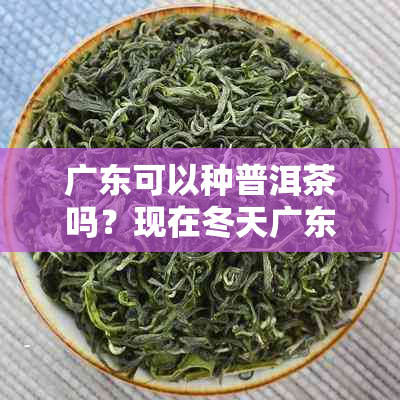 广东可以种普洱茶吗？现在冬天广东能种茶叶吗？