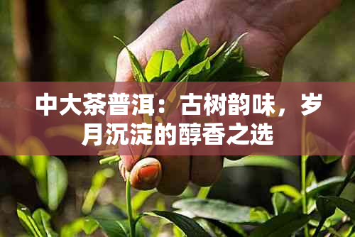 中大茶普洱：古树韵味，岁月沉淀的醇香之选