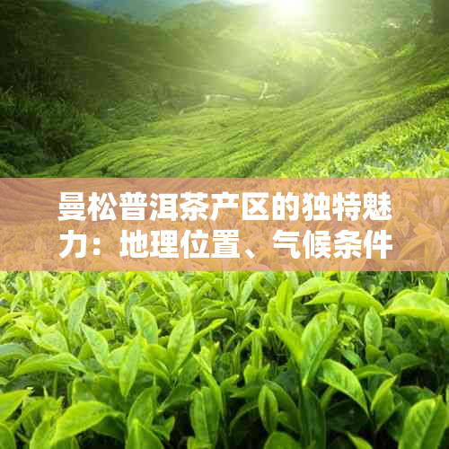 曼松普洱茶产区的独特魅力：地理位置、气候条件、土环境和茶叶品质