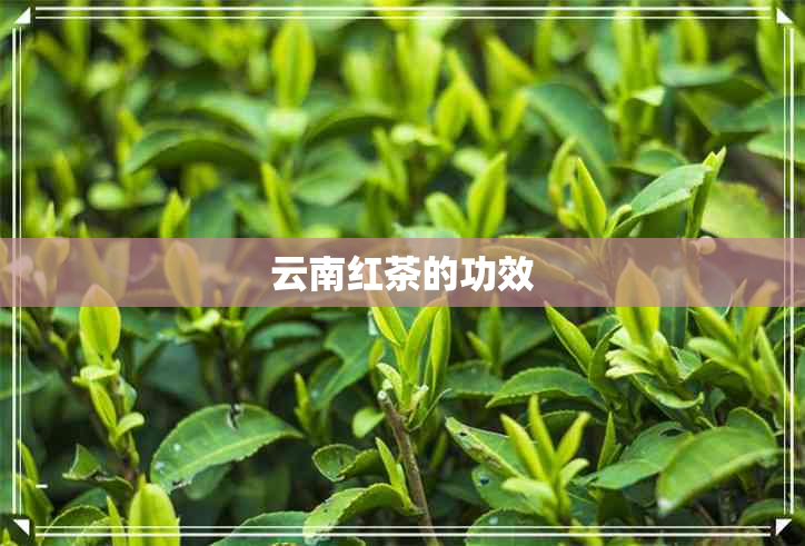 云南红茶的功效