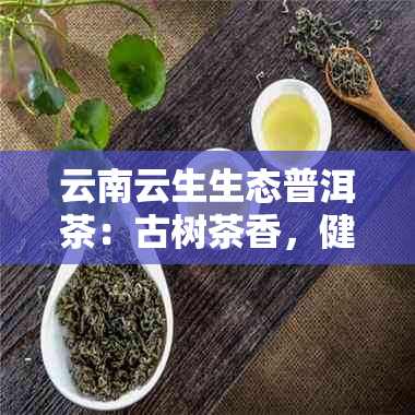 云南云生生态普洱茶：古树茶香，健之选