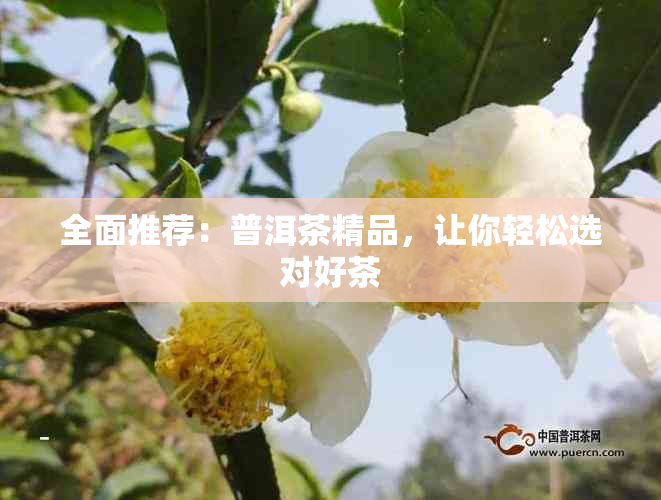 全面推荐：普洱茶精品，让你轻松选对好茶