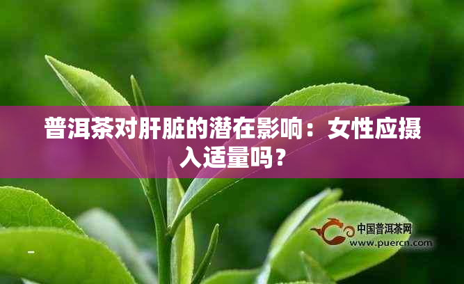 普洱茶对肝脏的潜在影响：女性应摄入适量吗？