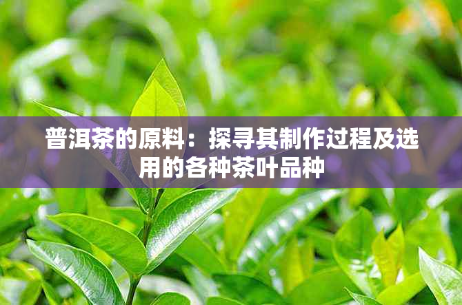 普洱茶的原料：探寻其制作过程及选用的各种茶叶品种