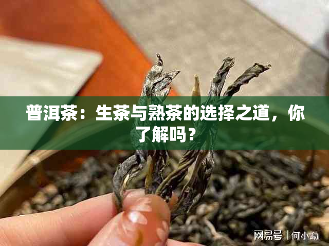 普洱茶：生茶与熟茶的选择之道，你了解吗？