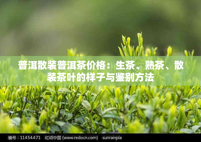 普洱散装普洱茶价格：生茶、熟茶、散装茶叶的样子与鉴别方法