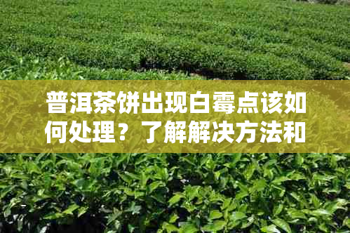 普洱茶饼出现白霉点该如何处理？了解解决方法和预防措