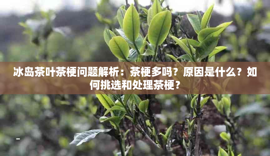 冰岛茶叶茶梗问题解析：茶梗多吗？原因是什么？如何挑选和处理茶梗？