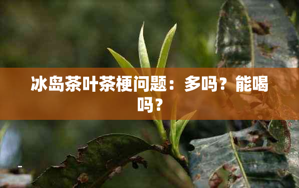 冰岛茶叶茶梗问题：多吗？能喝吗？