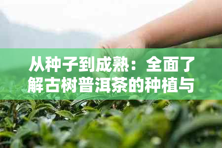 从种子到成熟：全面了解古树普洱茶的种植与养护过程