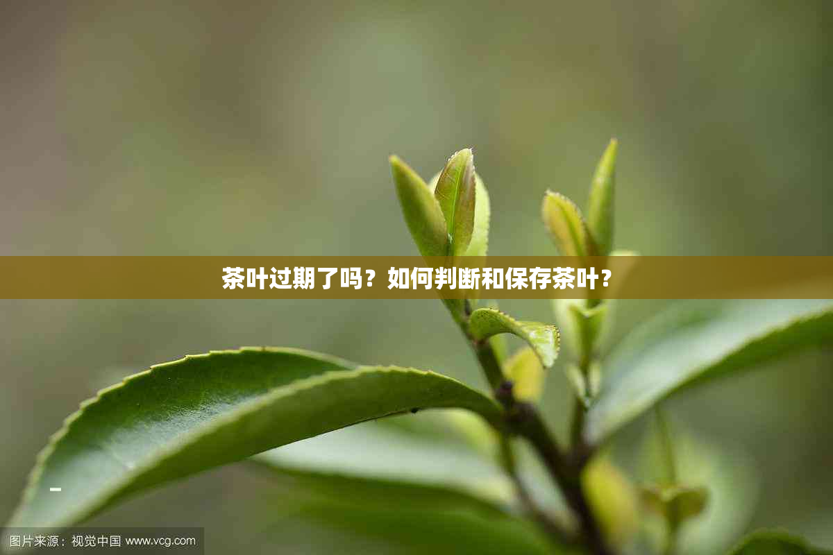 茶叶过期了吗？如何判断和保存茶叶？