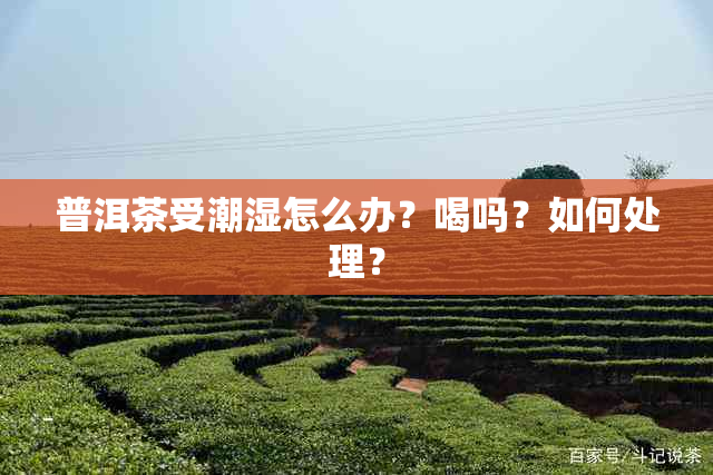 普洱茶受潮湿怎么办？喝吗？如何处理？