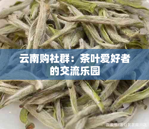 云南购社群：茶叶爱好者的交流乐园