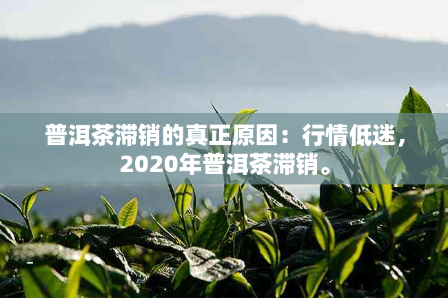 普洱茶滞销的真正原因：行情低迷，2020年普洱茶滞销。