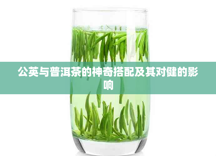 公英与普洱茶的神奇搭配及其对健的影响