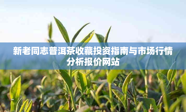 新老同志普洱茶收藏投资指南与市场行情分析报价网站